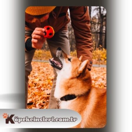 Köpeklere Komut Eğitimi