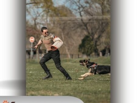 Köpeklerin Saldırganlık Eğitimi