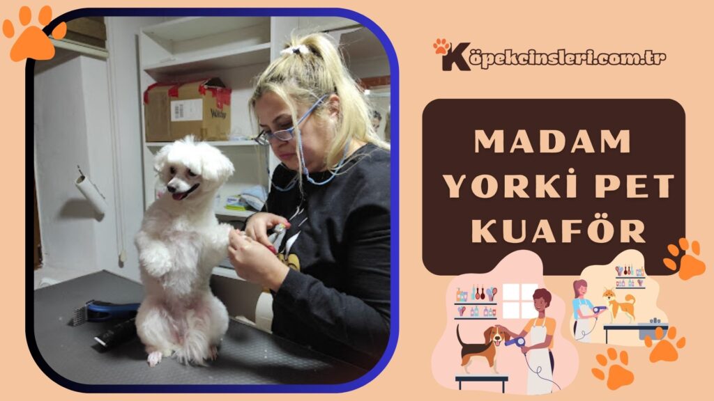 Madam Yorki Pet Kuaför