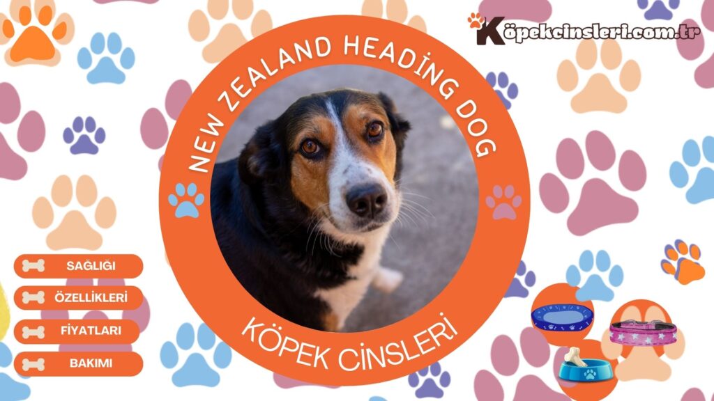 New Zealand Heading Dog Özellikleri, Bakımı ve Fiyatları