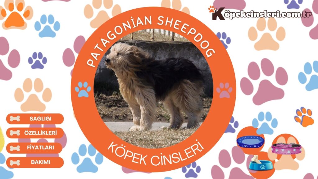 Patagonian Sheepdog Özellikleri, Bakımı ve Fiyatları