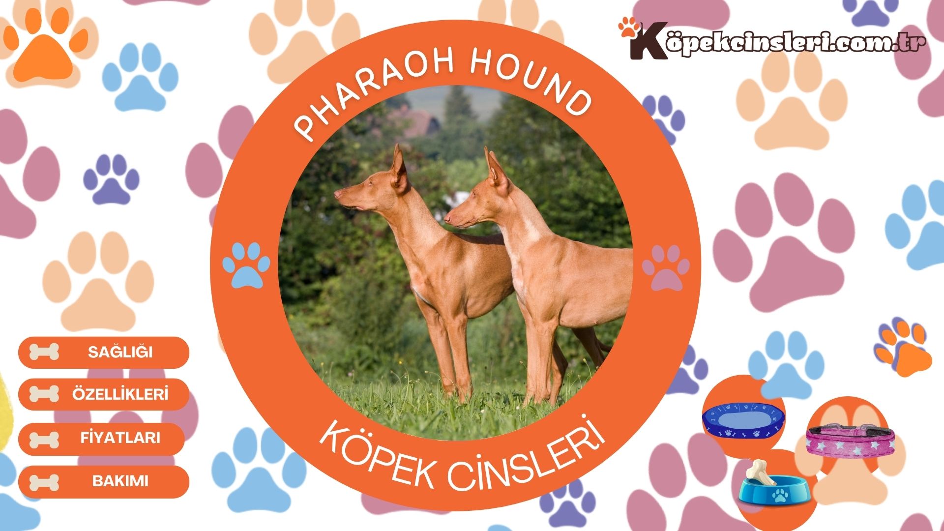 Pharaoh Hound