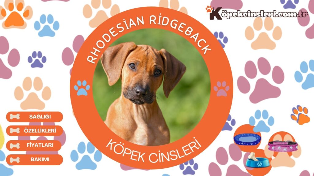 Rhodesian Ridgeback Özellikleri, Bakımı ve Fiyatları