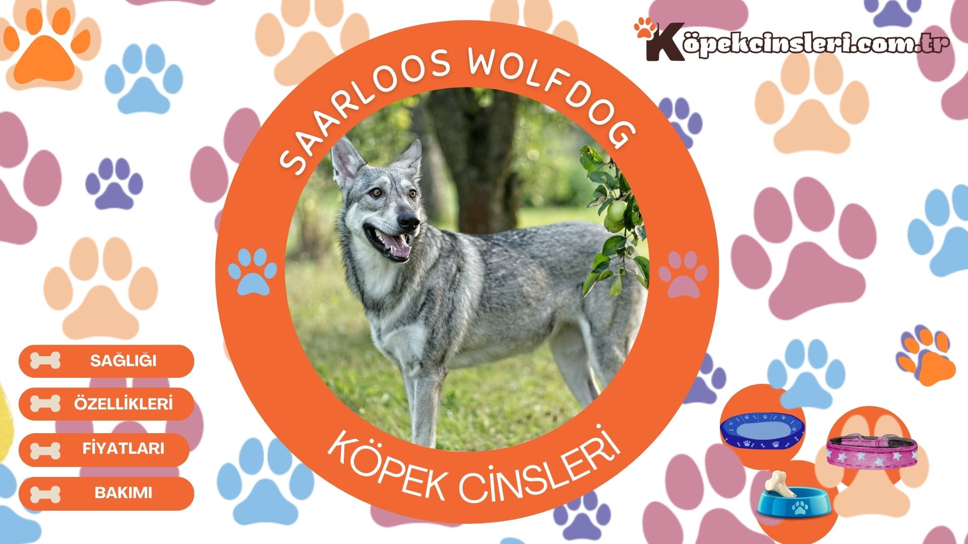 Saarloos Wolfdog 