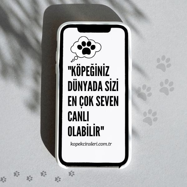 Köpeğiniz Dünyada Sizi En Çok Seven Canlı Olabilir