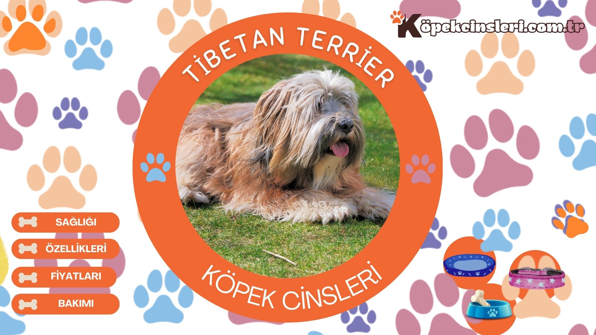 Tibetan Terrier