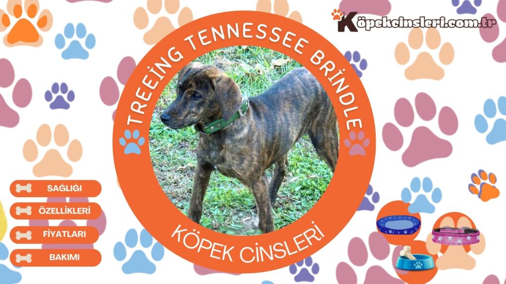 Treeing Tennessee Brindle Özellikleri, Bakımı ve Fiyatları