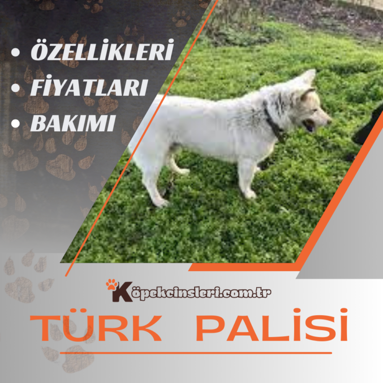 Turk Paci Türk Palisi Özellikleri, Bakımı ve Fiyatları