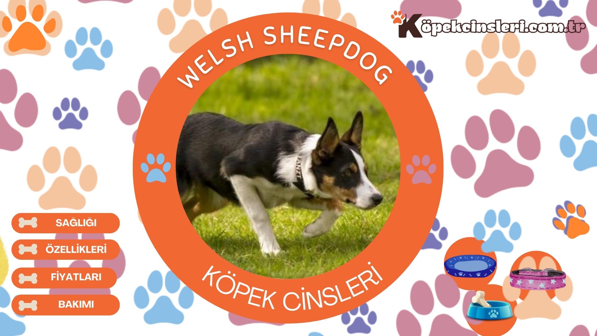 Welsh Sheepdog