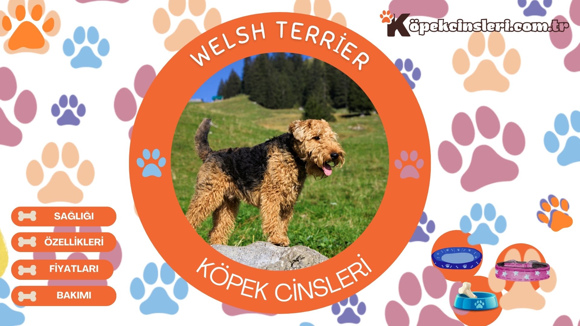 Welsh Terrier