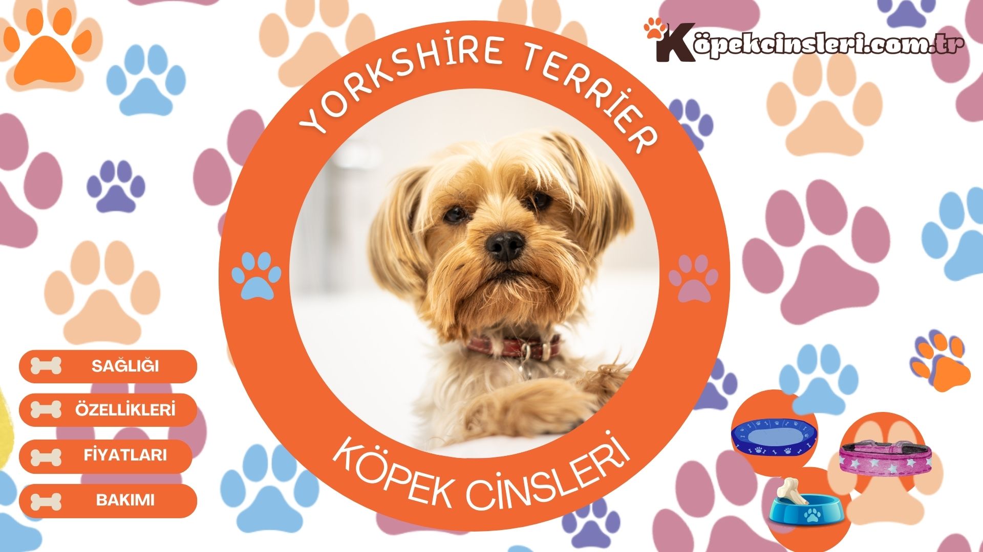 Yorkshire Terrier