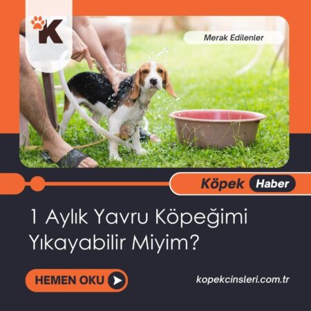 1 Aylık Yavru Köpeğimi Yıkayabilir Miyim?