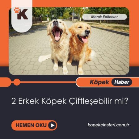 2 Erkek Köpek Çiftleşebilir Mi?