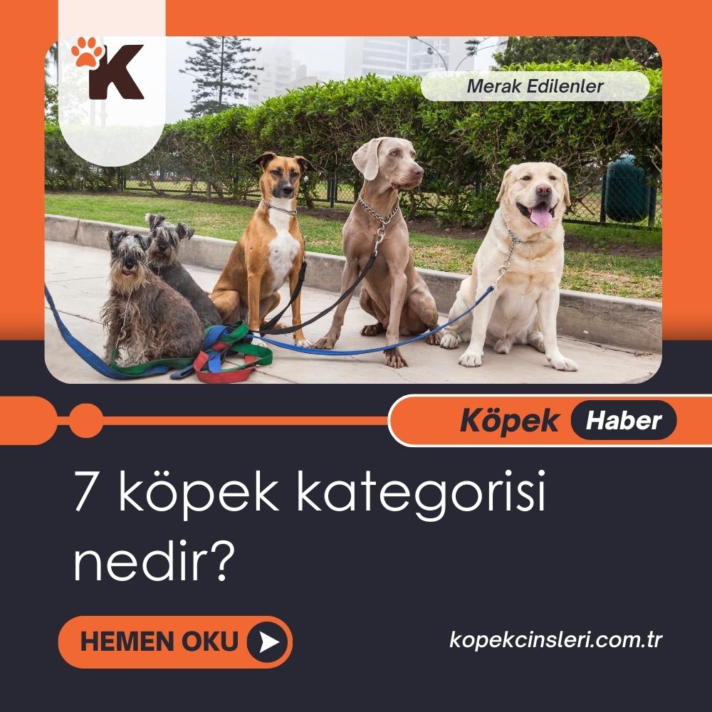 7 Köpek Kategorisi Nedir?