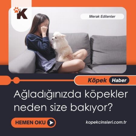 Ağladığınızda Köpekler Neden Size Bakıyor?