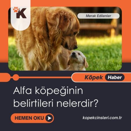 Alfa Köpeğinin Belirtileri Nelerdir?