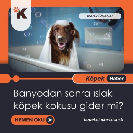 Banyodan Sonra Islak Köpek Kokusu Gider Mi?