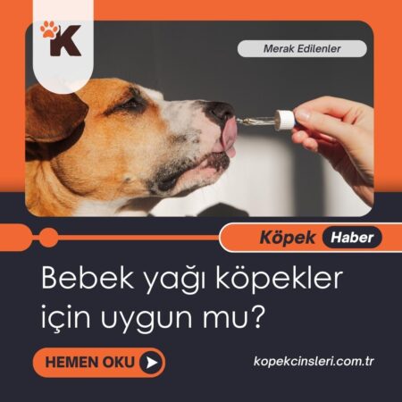 Bebek Yağı Köpekler İçin Uygun Mu?