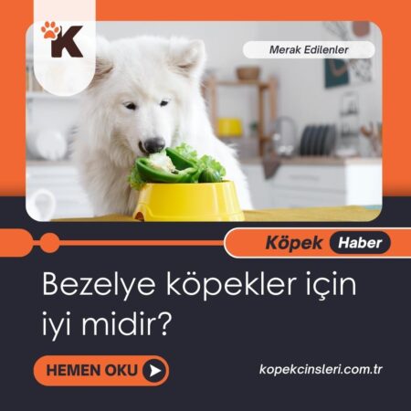 Bezelye Köpekler İçin İyi Midir?