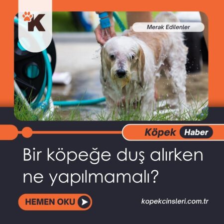 Bir Köpeğe Onu Sevdiğinizi Nasıl Gösterirsiniz?