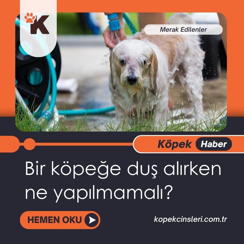 Bir Köpeğe Duş Alırken Ne Yapılmamalı