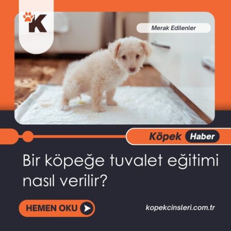 Bir Köpeğe Tuvalet Eğitimi Nasıl Verilir?