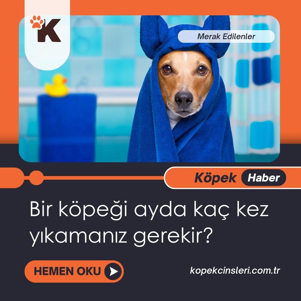 Bir Köpeği Ayda Kaç Kez Yıkamanız Gerekir?