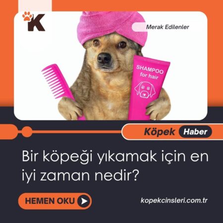 Bir Köpeği Yıkamak İçin En İyi Zaman Nedir?