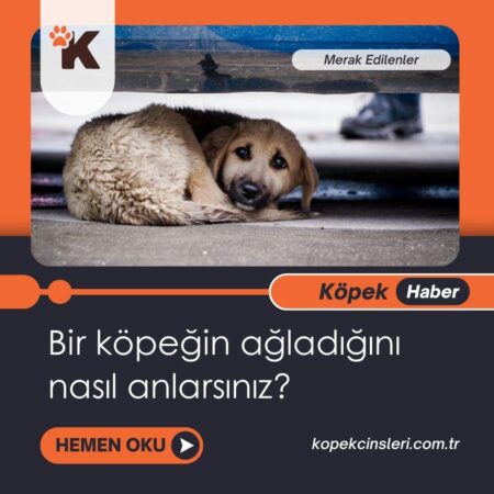 Bir Köpeğin Ağladığını Nasıl Anlarsınız?