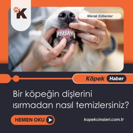 Bir Köpeğin Dişlerini Isırmadan Nasıl Temizlersiniz?