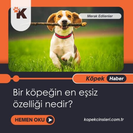 Bir köpeğin en eşsiz özelliği nedir?