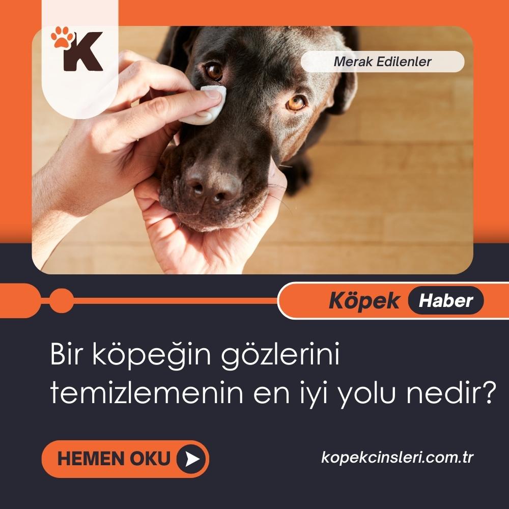 Bir Köpeğin Gözlerini Temizlemenin En İyi Yolu Nedir?