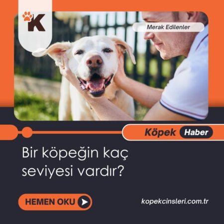 Bir Köpeğin Kaç Seviyesi Vardır?