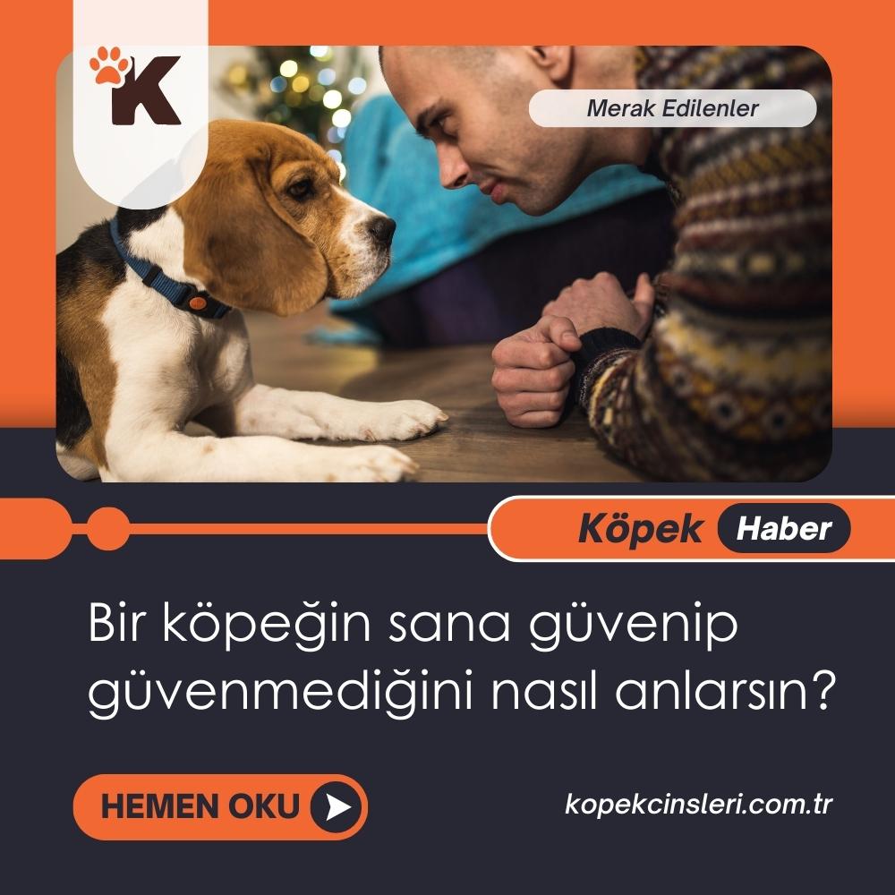 Bir Köpeğin Sana Güvenip Güvenmediğini Nasıl Anlarsın?