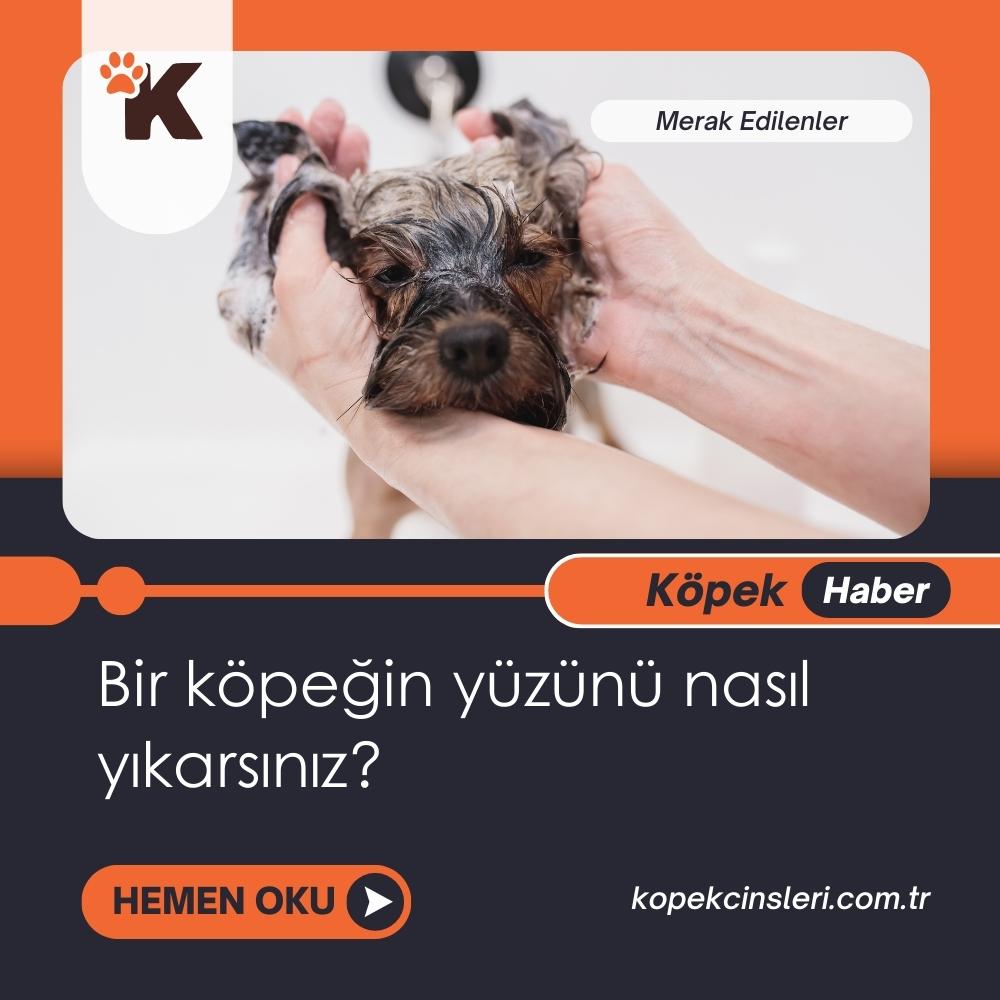 Bir Köpeğin Yüzünü Nasıl Yıkarsınız?