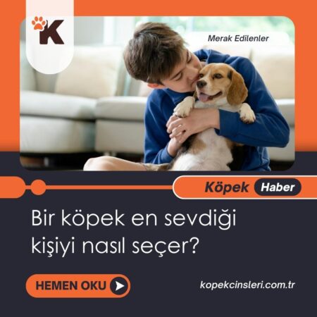 Bir Köpek En Sevdiği Kişiyi Nasıl Seçer?