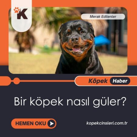 Bir köpek Nasıl Güler?