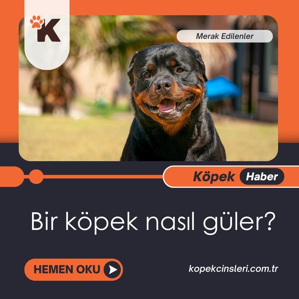 Bir köpek Nasıl Güler