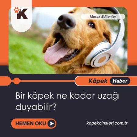 Bir Köpek Ne Kadar Uzağı Duyabilir?