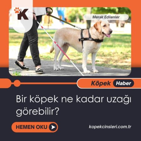 Bir Köpek Ne Kadar Uzağı Görebilir?