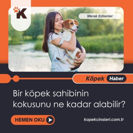 Bir Köpek Sahibinin Kokusunu Ne Kadar Alabilir?