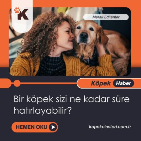 Bir Köpek Sizi Ne Kadar Süre Hatırlayabilir?