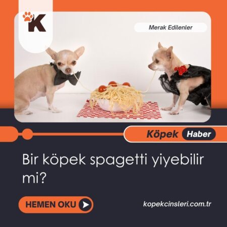 Bir Köpek Spagetti Yiyebilir Mi?