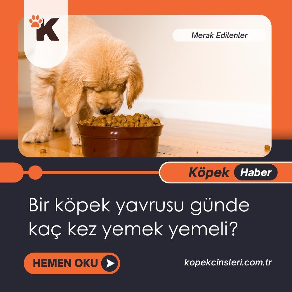 Bir Köpek Yavrusu Günde Kaç Kez Yemek Yemeli?