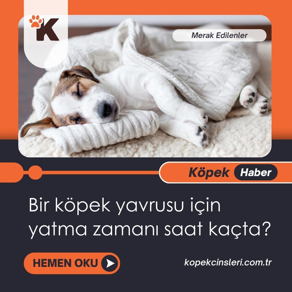 Bir Köpek Yavrusu İçin Yatma Zamanı Saat Kaçta?