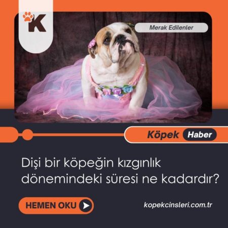 Dişi Bir Köpeğin Kızgınlık Dönemindeki Süresi Ne Kadardır?