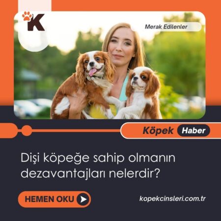 Dişi Köpeğe Sahip Olmanın Dezavantajları Nelerdir?