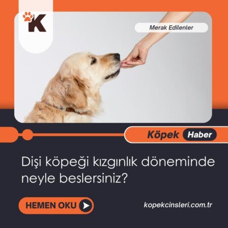 Dişi Köpeği Kızgınlık Döneminde Neyle Beslersiniz?