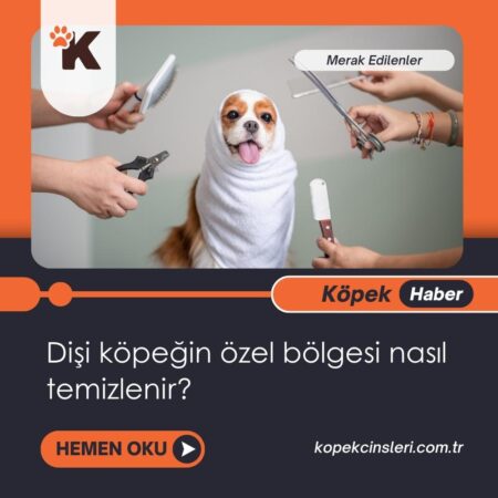 Dişi Köpeğin Özel Bölgesi Nasıl Temizlenir?