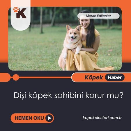 Dişi Köpek Sahibini Korur Mu?